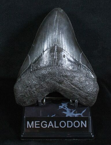 Beastly / Inch Megalodon Tooth #3698